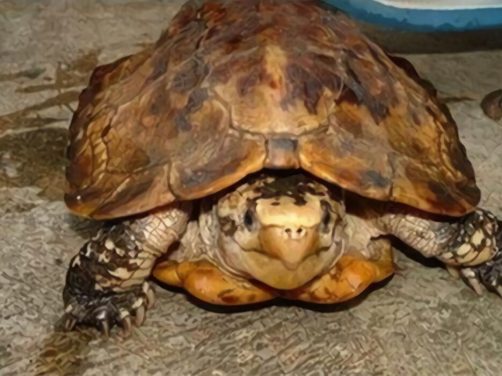 苏拉威西白头龟身份信息