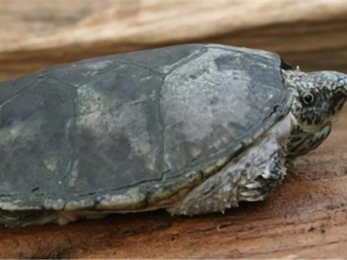 平背麝香龟身份信息