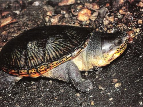 鹰嘴泥龟身份信息