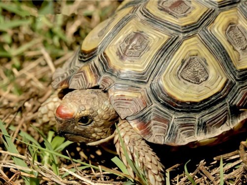 鹰嘴陆龟身份信息