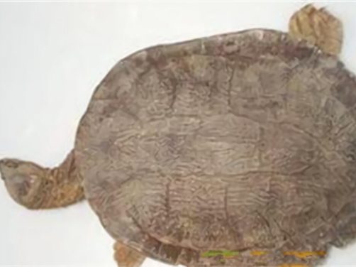 费兹洛河龟身份信息