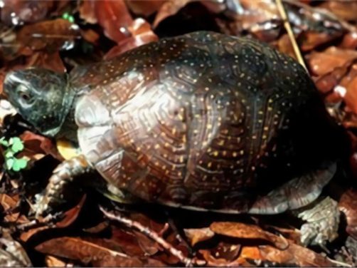 斑点箱龟身份信息