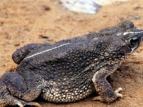 鲨皮蟾蜍身份信息