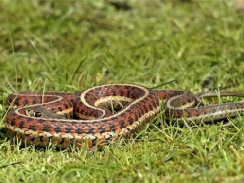 束带蛇身份信息