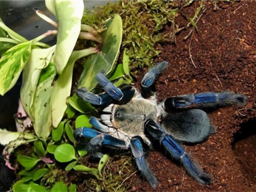 泰国金属蓝身份信息