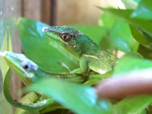 安乐蜥身份信息