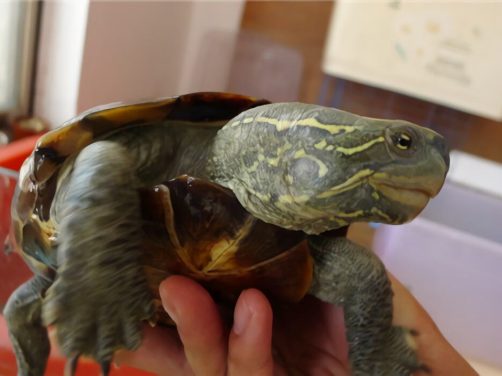 大头乌龟身份信息