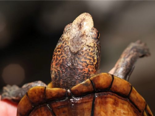 斑纹泥龟身份信息