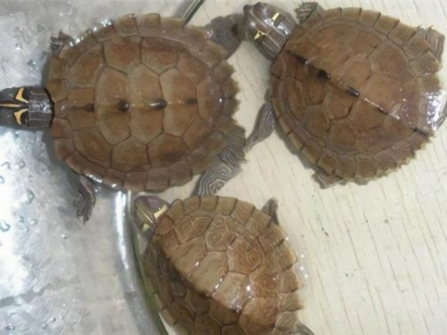 地图龟身份信息