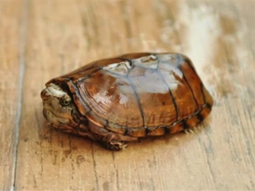 虎纹麝香龟身份信息