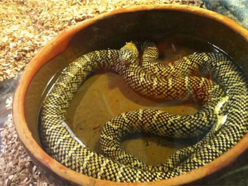 王锦蛇身份信息