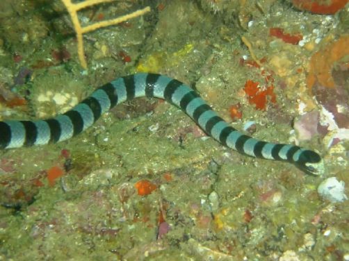 艾基特林海蛇身份信息