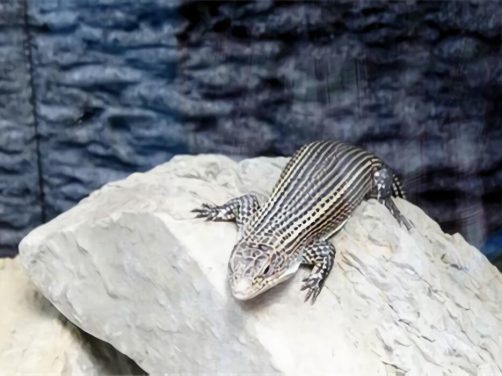 盾甲蜥身份信息