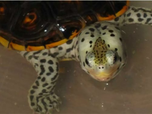 德州锦钻纹龟身份信息