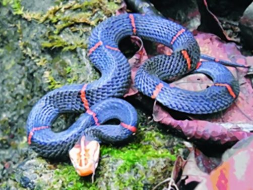 白头蝰身份信息