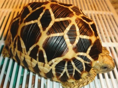 缅甸星龟身份信息