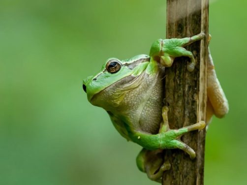 中国树蛙身份信息