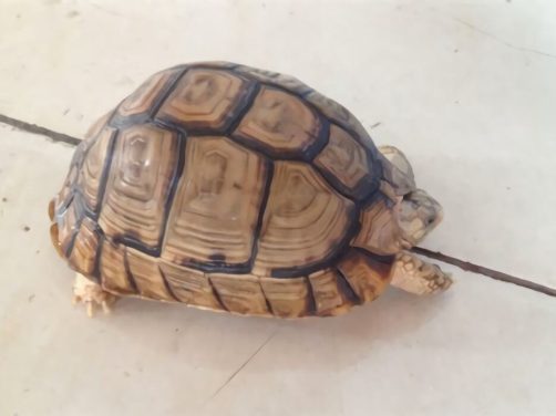 埃及陆龟身份信息