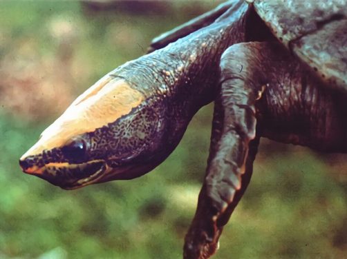 中美洲河龟身份信息