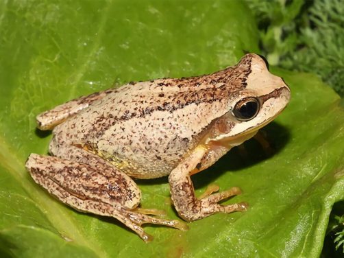棕树蛙身份信息