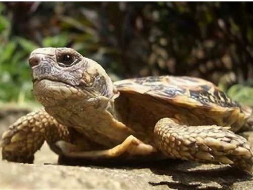 饼干龟身份信息