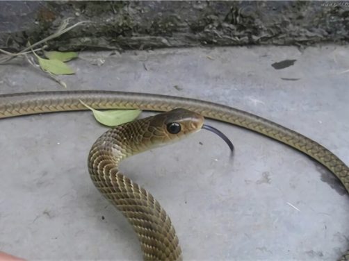 灰鼠蛇身份信息