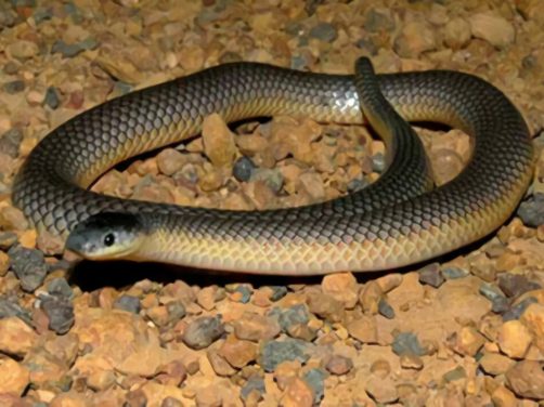 澳洲金刚蛇身份信息