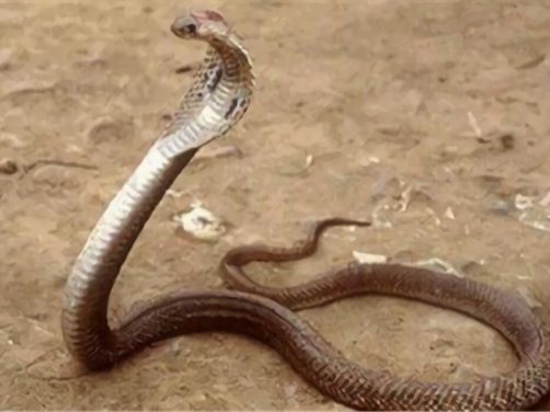 菲律宾眼镜蛇身份信息