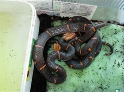 东方虎蛇身份信息