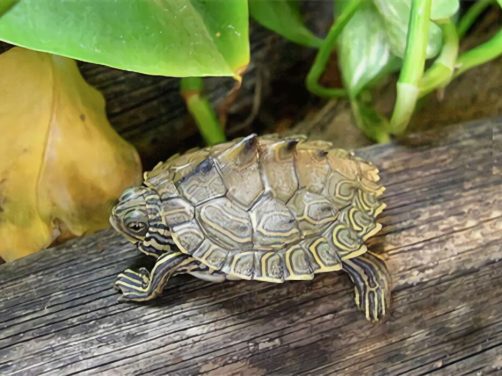 蒙面地图龟身份信息