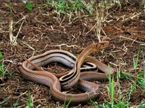 三索锦蛇身份信息