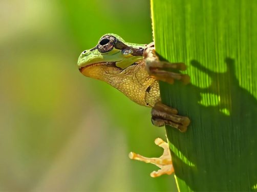 棕叶掌树蛙身份信息