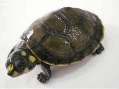 黄头侧颈龟身份信息