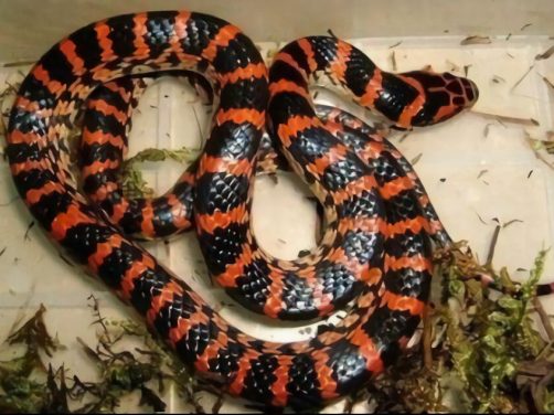 赤练蛇身份信息