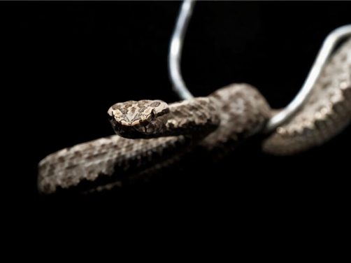 原矛头蝮身份信息