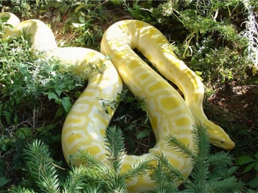 黄金蟒身份信息