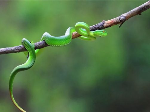 西藏竹叶青蛇身份信息