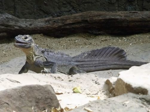 斑帆蜥身份信息