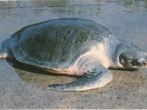 太平洋丽龟身份信息