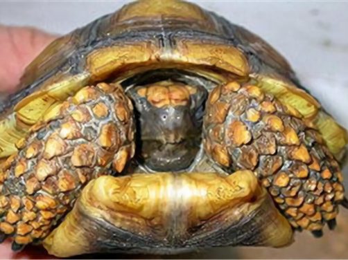 黄腿象龟身份信息