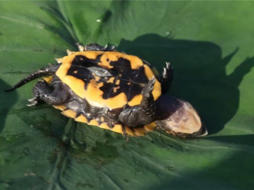 锯缘摄龟身份信息