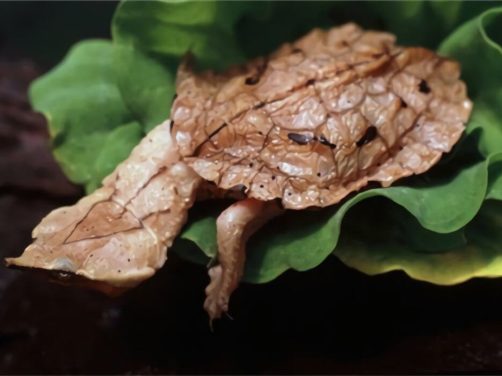 枯叶龟身份信息