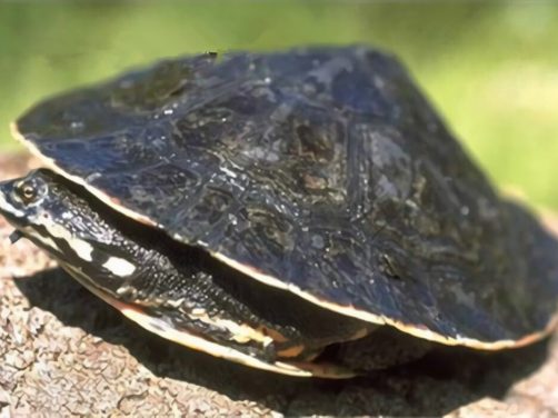 花面蟾龟身份信息