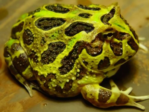 南美角蛙身份信息