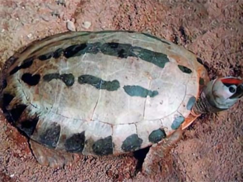 咸水泥彩龟身份信息