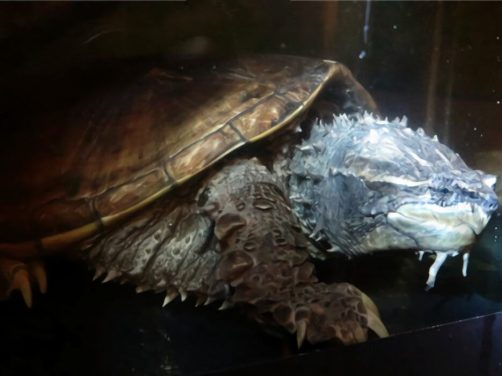 中美拟鳄龟身份信息