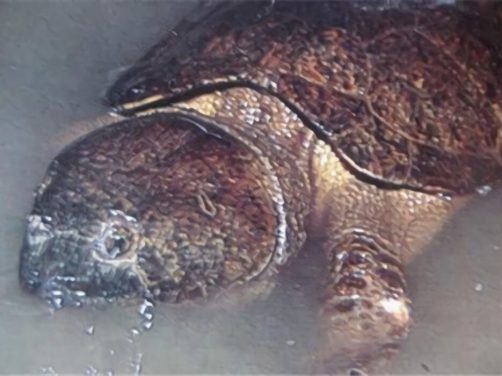 缅甸平胸龟身份信息