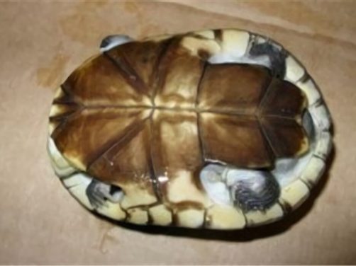 沼泽侧颈龟身份信息