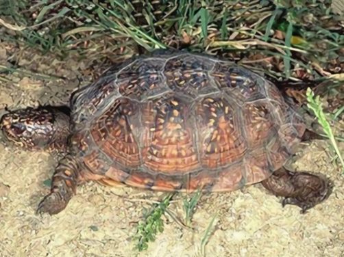 海岸箱龟身份信息