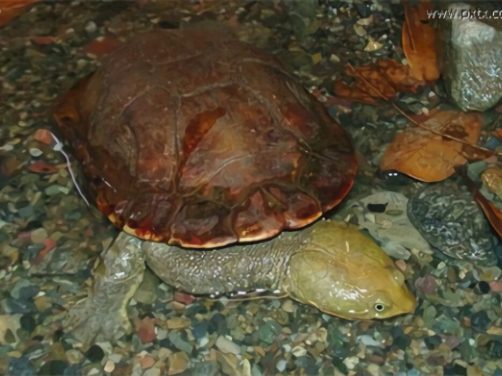 巴西蛇颈龟身份信息